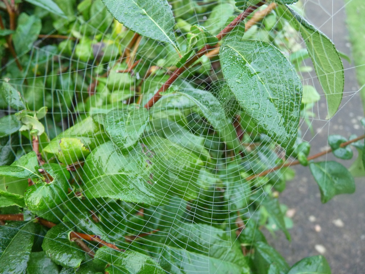 上海芫荽烘干机厂家推荐，优质之选及选购指南